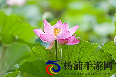 多毛的亚洲人毛茸茸|亚洲人身上浓密体毛令人惊叹-2