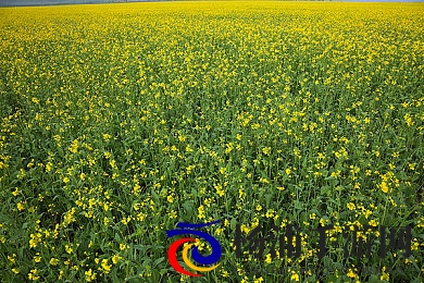 人贩子刷子刷我脚底心作文|警方联动科技强化儿童保护措施-3