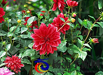 打扑克又叫又疼的软件|棋牌游戏带来的难题与困扰分析-1