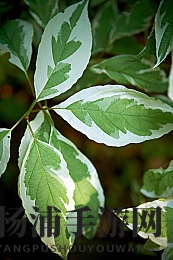 唐三插曲比比东不亦乐乎nba|电竞融合新纪元引领体育虚拟革新-2