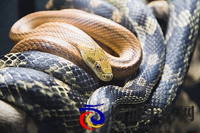 把香蕉放在桃子上会怎么样|水果搭配的科学与趣味奥秘-2