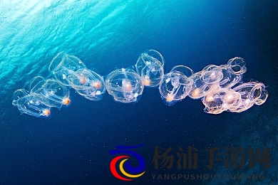 亚洲跨种族黑人XXX|亚洲各族群中的非裔交流与融合-3