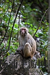 天天干天天日天天射|网络热词背后隐藏的文化变迁与社会反思-2