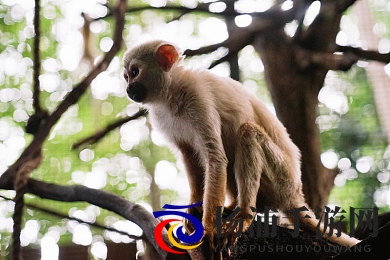 蜜芽1911cnn免费入口|探索蜜芽1911cnn无需付费的途径-2