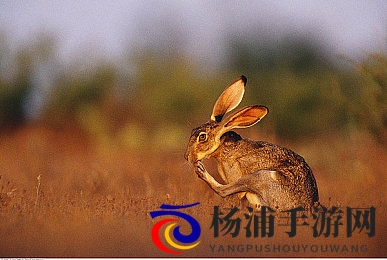 甘雨被旅行者装超了|旅行者巧装甘雨引发惊喜体验-1