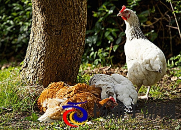 外卖小哥吃大鲜肉的logo|品牌创新引领行业新风尚-3