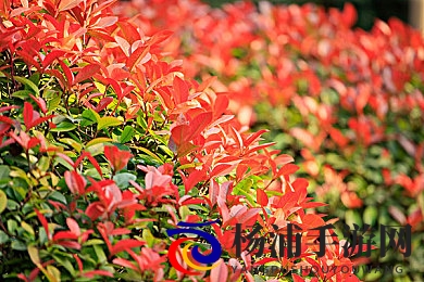 找小豆豆的基本手法图|开启手工艺术新时代的秘密武器-2