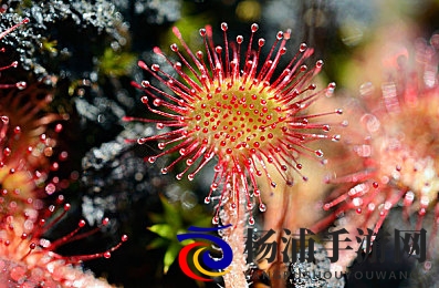 lls888.app.ios 192.168..1ll|苹果手机登录本地地址指南