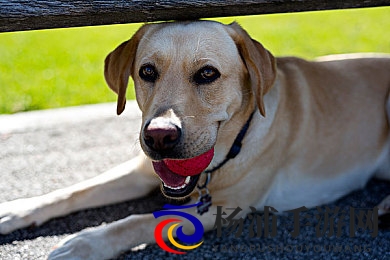 五月婷六月丁香|春风拂面夏意浓韵浓-3