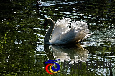 香蕉插进桃子里|创新水果玩法引领休闲新风潮-3