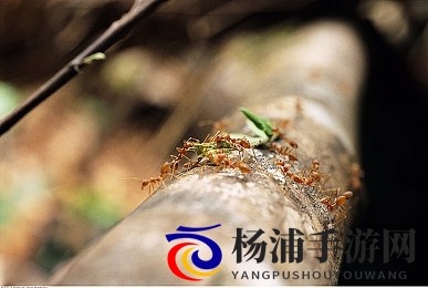 石原莉奈被强制69XX|网络隐私事件引发伦理与法律讨论