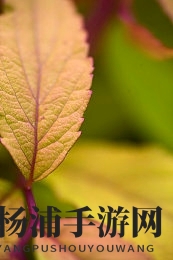 罗宾为乔巴排毒的漫画|海贼女医帮助伙伴净化的插画-3