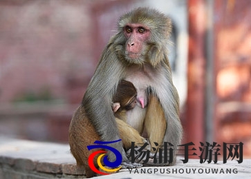 日韩一卡二卡|东亚地区多卡组合体验分享-2