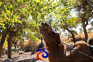 女被 c 扒衣服种草莓软件|女性探索新鲜趣味软件体验-2