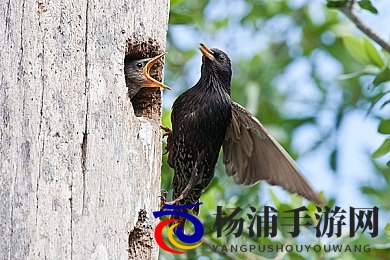 跨种族亚洲人与黑人|不同族群之间的亚洲人与非洲人的交流-2