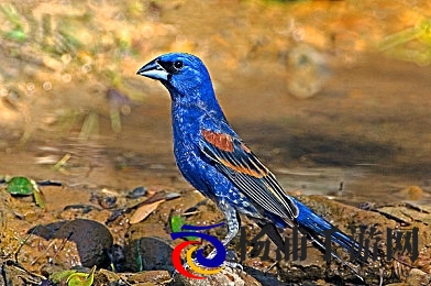 人妻熟睡被义子侵犯|已婚妇人在沉眠中遭义子侵犯-3