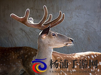 999热|数字时代青春狂潮引领内容创新-3