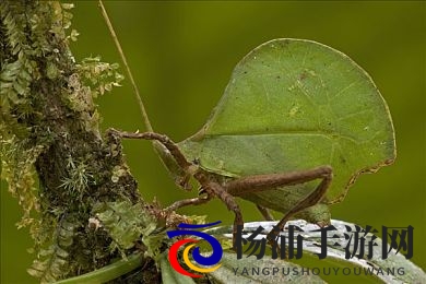 十大禁黄APP|共筑安全网络守护青少年成长-3