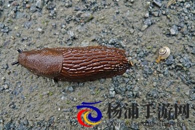 线上s怎么开始调m|如何在网络环境中启动调节m的方法