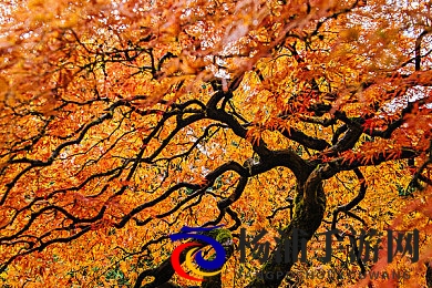 美女被艹软件|女子遭遇虚拟平台陷阱引发关注