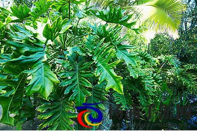 黄app大全|精选黄色应用免责合集介绍-1