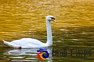 黑料吃瓜爆料|网络时代明星隐秘生活的真相揭秘-2