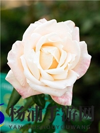 斯托雅版《壮志凌云》|极致视觉与深度剧情引领军事电影新潮-2