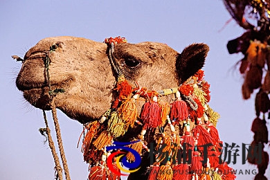 网站你懂我意思www正能量免费|网络正能量平台助力心理健康传播-2