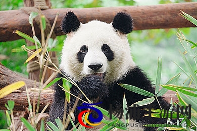 黑料社|娱乐内幕揭秘引发行业大变革-3