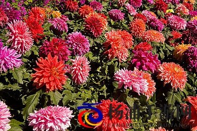 幻小BBwwww仙踪林|梦中童话世界探秘奇幻林海-2