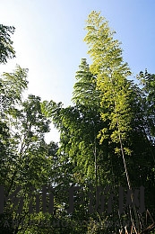 爽 好多水 快 深点玉子|探秘极致美食体验的秘密-2