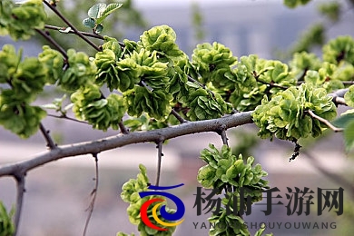 我的世界珍妮吃萝卜网站|创新互动引领全球社区新风潮-1