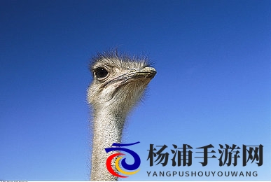 艳女直播7277.TV|精彩夜秀在线播放平台新体验-3