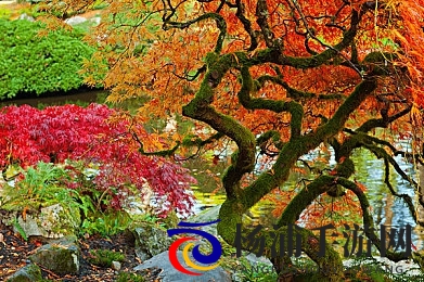 8x8x海内外华为永久更新时间|华为引领全球网络持续升级未来可期-2