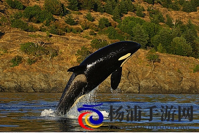 军人chinese猛男自慰 演员表|特战士兵男性表演者名单介绍-2