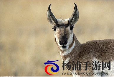 女同精油按摩做爰|女性欢享植物油放松体验-1