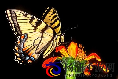 成人按摩A片|成熟放松体验电影-3