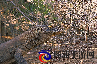 不如跳舞沙滩三个小男孩漫画|三个少年在海滩伴舞的趣味漫画-1