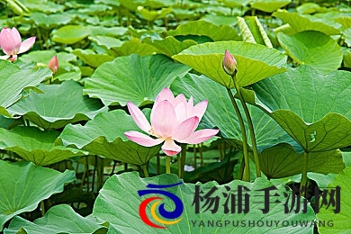 扒下胸罩和内裤用羽毛挠痒痒|探索边界的趣味行为引发心理与社会探讨-2