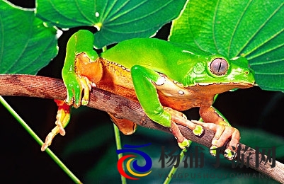 51楼凤|网络陪伴平台崛起带来行业变革-2