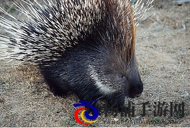 涩动漫|引领潮流的情色动画精选精彩纷呈-2