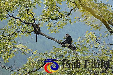 蜜汁樱桃中林妙妙的背景故事|动画角色背后隐藏的青春精神力量-2