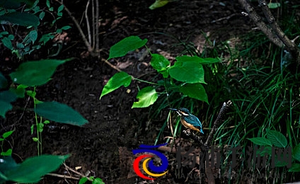 天上人间动漫网|动漫产业新趋势引领未来精彩纷呈