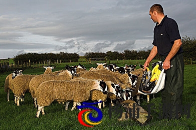 性少妇mdms丰满mdfiim|成熟女性魅力十足身材诱人-1