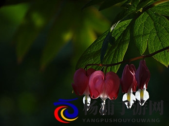 三上和崧泽小职员演解说|创新演绎引领文化传播新潮流-2