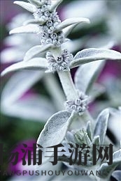 真人一级毛片|真实生活中的精彩丽影展现-1