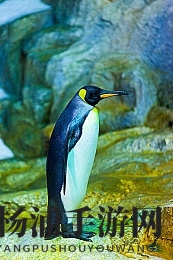 黄色软件大全3.0.3|网络内容管理新趋势引发关注-2