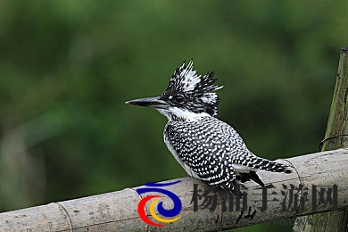 女人大众澡堂洗澡|现代都市绿色健康休闲新趋势-1