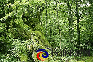 戒不减板|难以戒除的坚硬难题-1