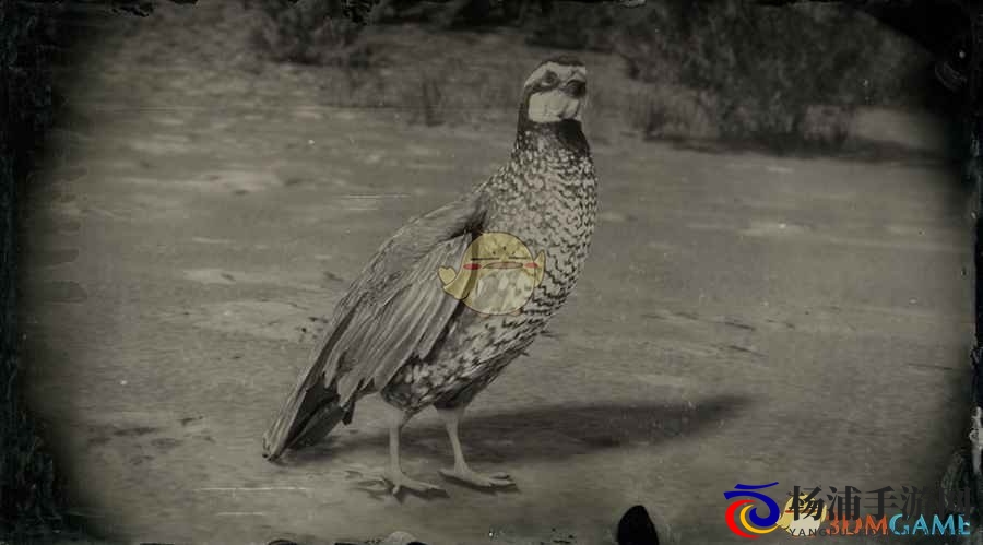 《荒野大镖客2》加州鹌鹑图鉴一览